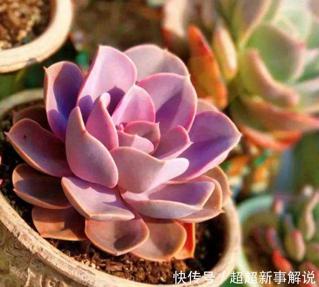 品种|史上最全的莲座状多肉植物大全(上)