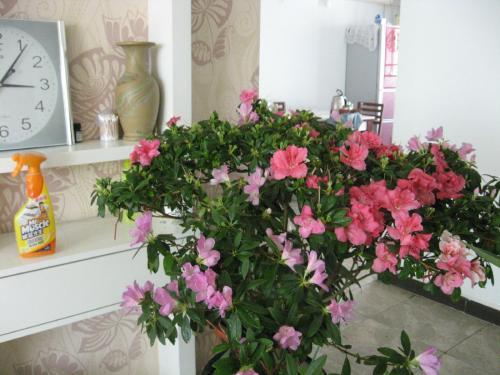 别再把这东西扔了,用来养花,不烂根,花多叶绿,比花肥强!