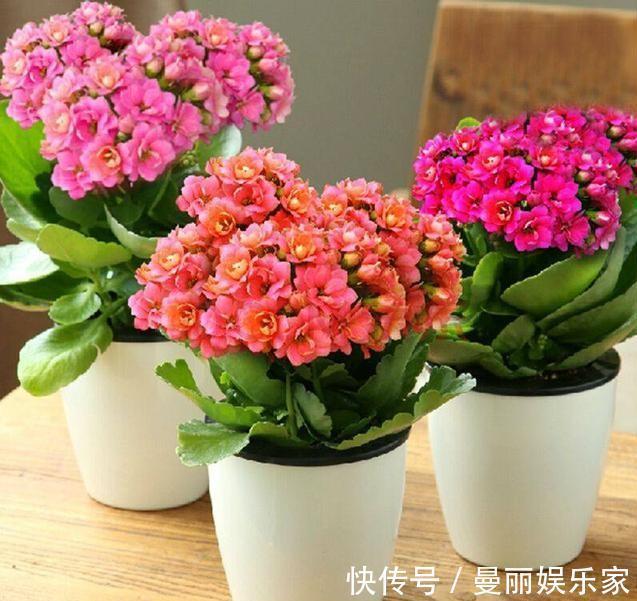 盆栽长寿花,即将“休眠期”,夏天“别踩坑”,睡醒开花多