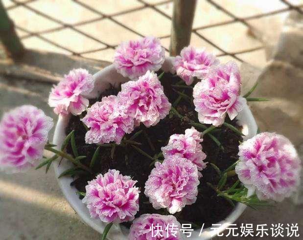 阳台上|太阳花怎么过冬？用一种方法，顺利过冬，来年开花更多更美