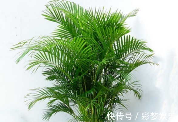 养花真不如养几种盆景,摆在家里时尚又漂亮,美观又养眼