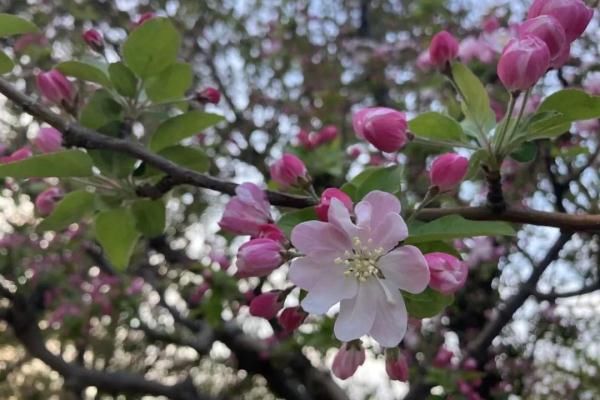 桃花杏花樱花傻傻分不清楚 清明赏花姿势提升看这篇 粉紫色
