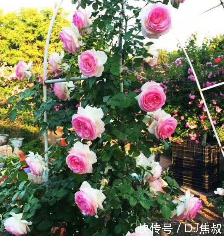 家有庭院必养1种花,开花量大,花朵美,庭院轻松美成花海