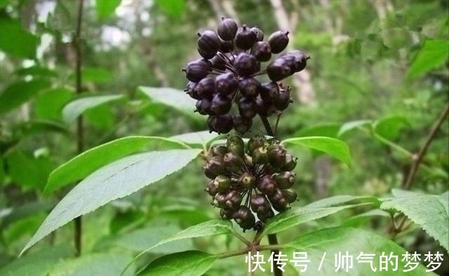 这东西,价值不输人参,昔日千金不换,如今沦为杂草,可惜了