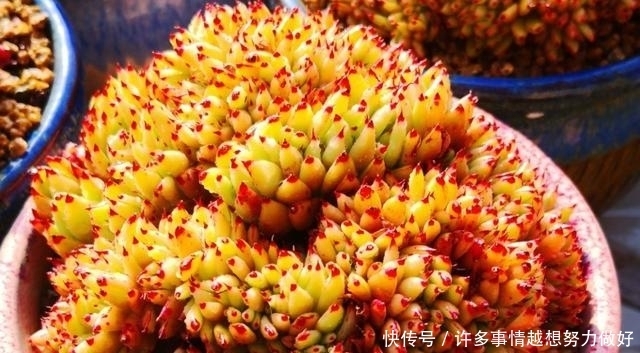 网上买多肉，什么样的多肉比较好？这个问题我跟大家有不同的看法