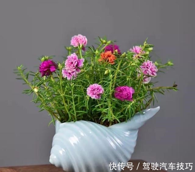 这8种懒人花,花期长,好看又好养!这8种懒人花,花期长,好看又好养!