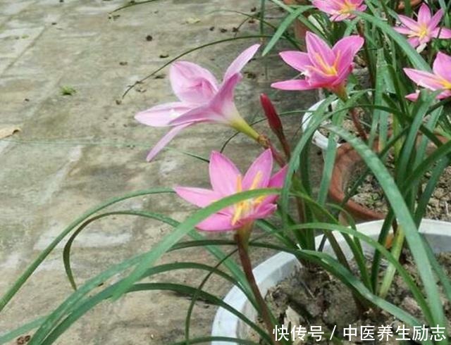 兰花如何管水管肥掌握这2点，烂根、黄叶不再来，大白根呼呼长！