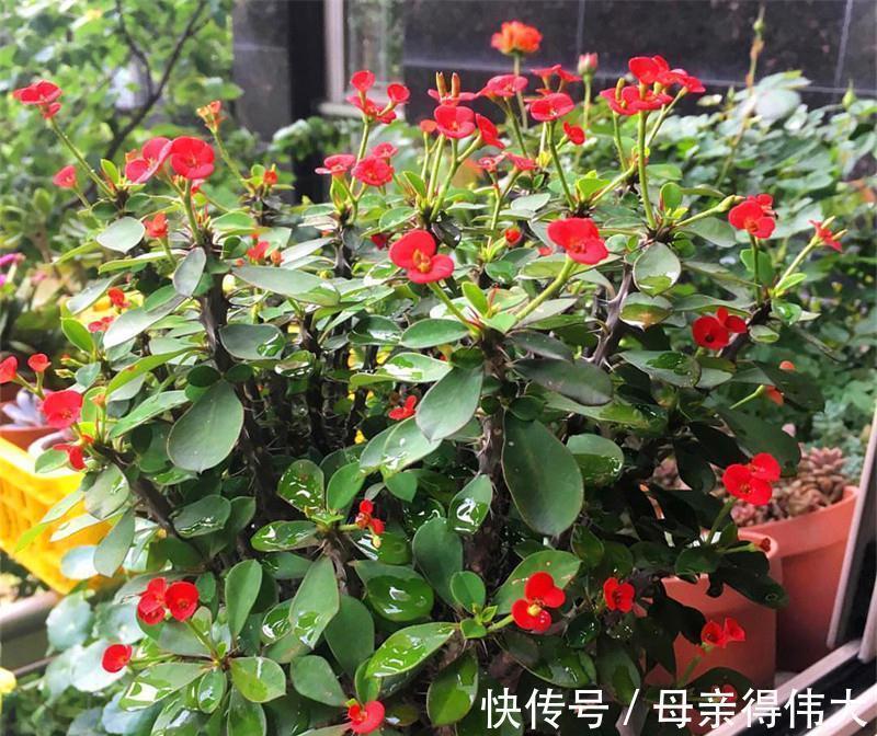 6种“懒人花”,看着很普通,养着很“实惠”,养得越久越觉得好