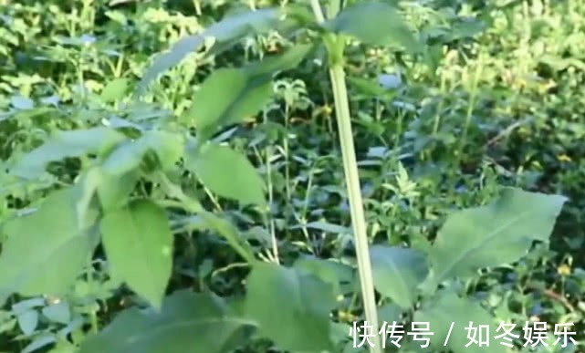 肠胃炎|在农村被叫做“刺蒲公英”，能当野菜也能入药，能治胃病效果高