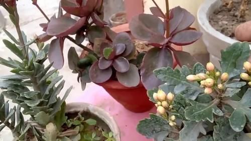 长寿花在花朵凋谢后复花的技巧，掌握几招，夏天也能开花