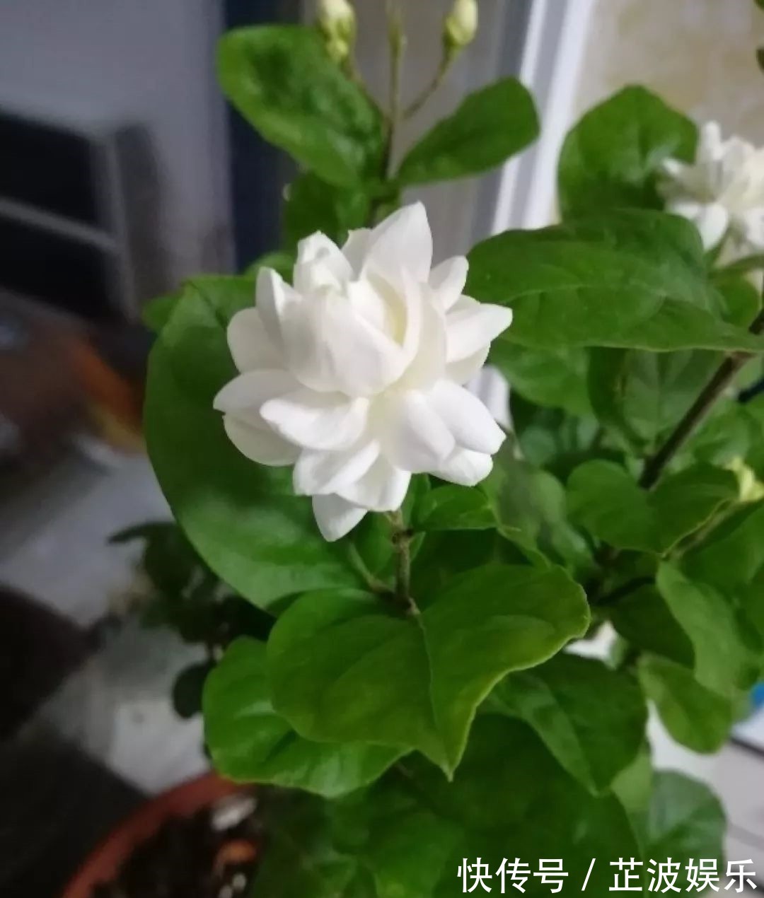 绿萝浇啤酒,文竹来勺糖,1个月嗖嗖长2米!