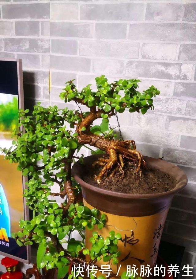 过年养盆“金枝玉叶”寓意好，盆景造型颜值高，越养越有钱！