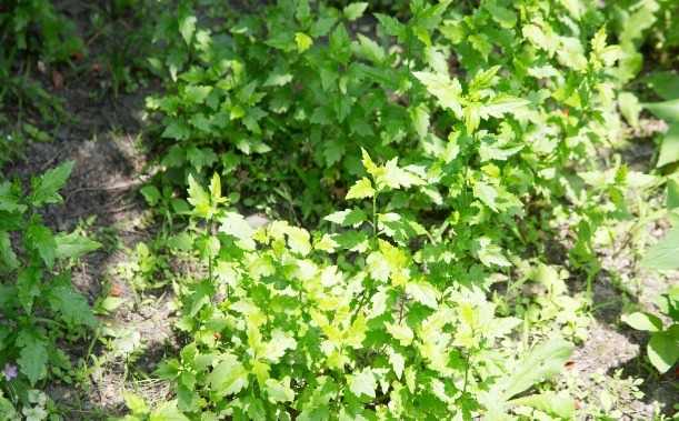 凉拌|65种野菜图片，带你认识不同的野菜和吃法，你想要的野菜这里都有