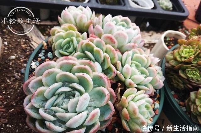多肉植物枯叶一般是3个原因,第1个清理有惊喜,另外要注意3点!