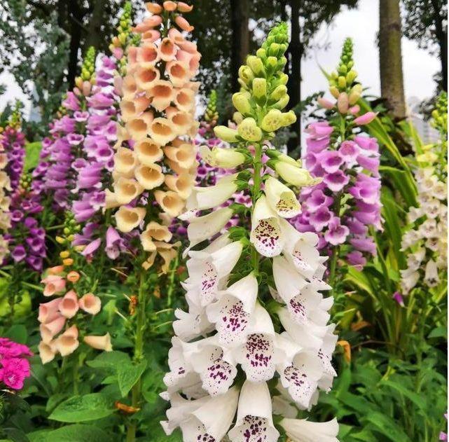 生命力超顽强的几种花卉,不用管就能爆盆,开花如仙境