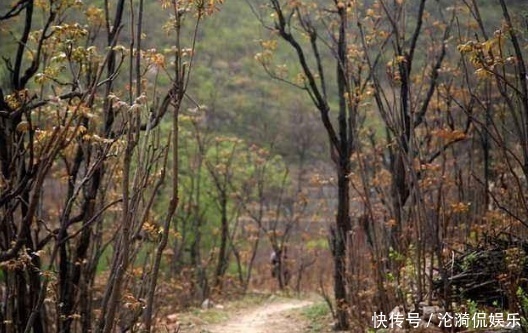 香椿过房主人必亡是什么意思?科学作出