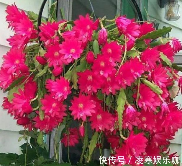 阳台上|开花最香的4种花，家里养一盆，满屋飘香，越过越富裕有钱