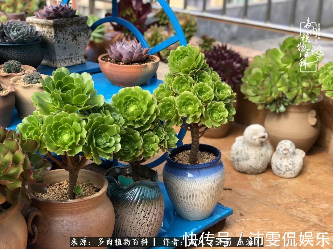 深秋里,种多肉、赏多肉、会肉友,马不停蹄快乐多!