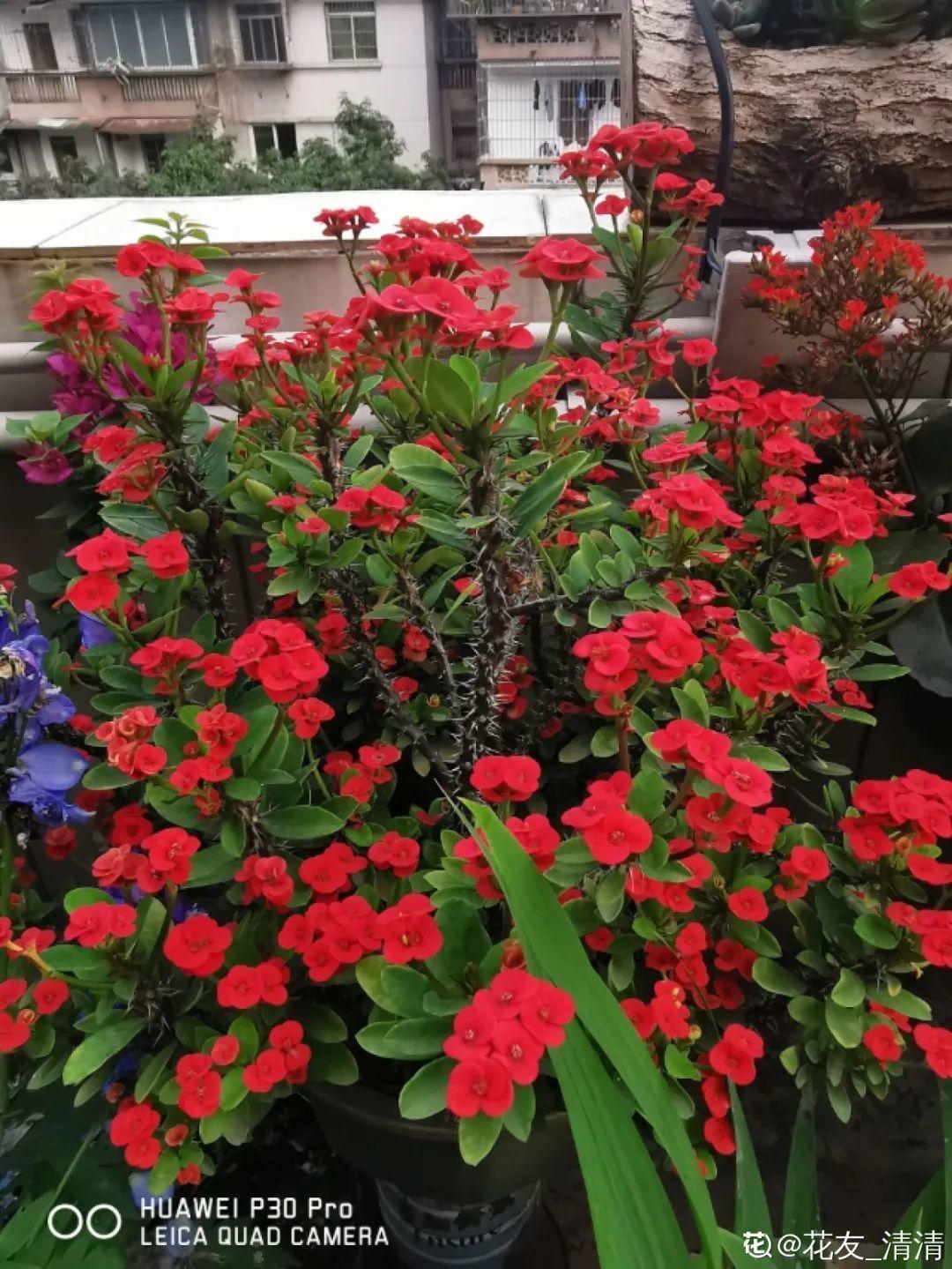 叶子|家里养棵“丑八怪”,霸气镇宅,越养越爱