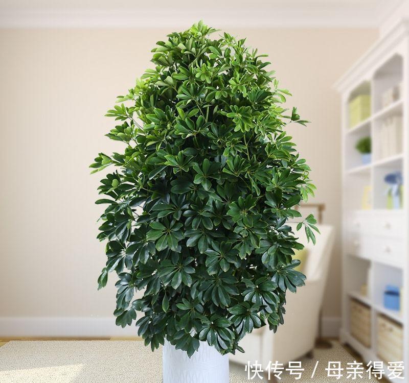 叶片|客厅见树,十家九富,6种富贵树,随便养一盆,子孙一直富