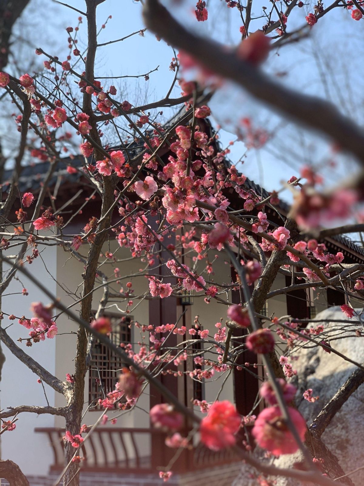 老年|梅花、早樱、玉兰、郁金香，武汉公园里百花齐放，你赏花了吗？