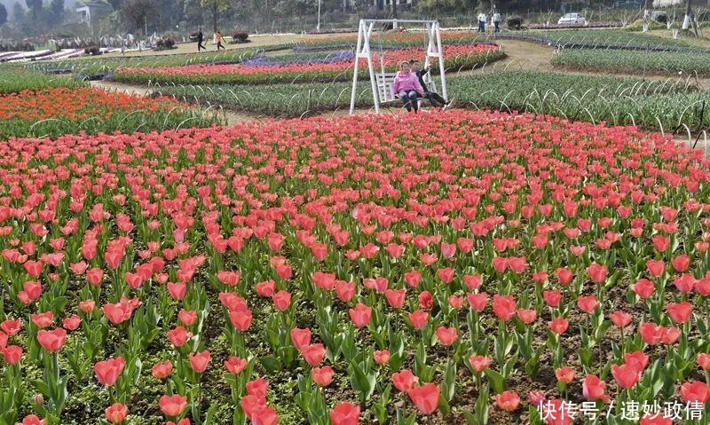 新华社、四川日报都关注了，广安这个网红景点，花！开！了！