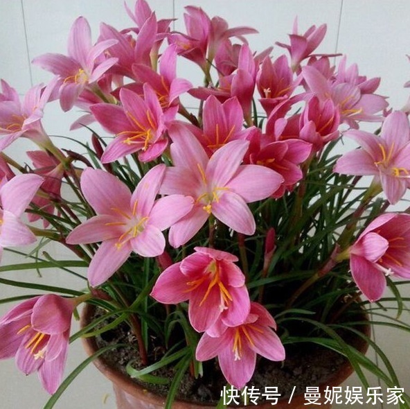 1种花,不怕晒、不怕淋雨,最适合在夏日养了,能回报你满园花色