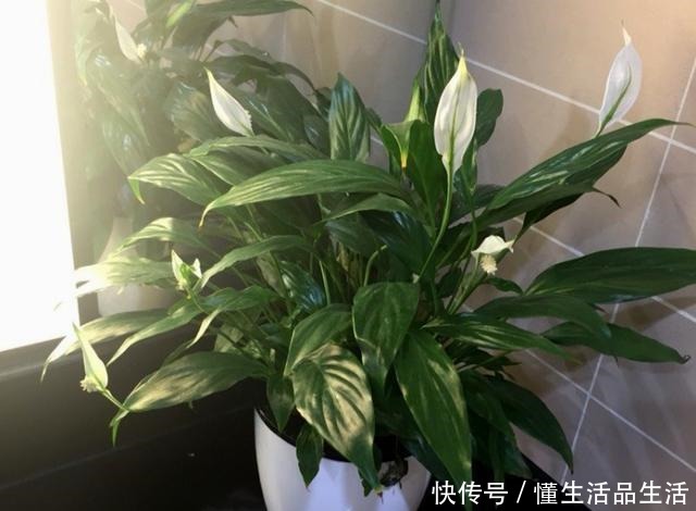 家里卫生间,就养6种花,吸潮气除异味,厕所变成“绿植园”!