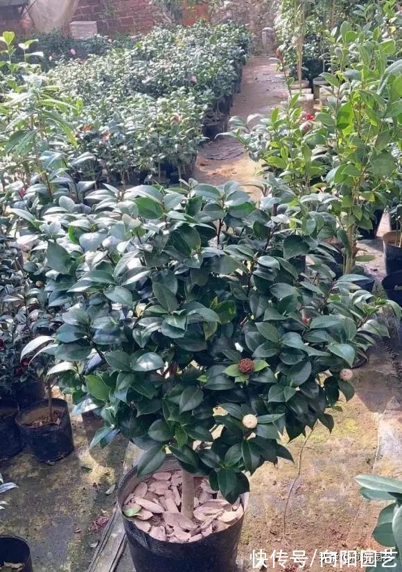 养山茶花,经常遇到的“8大难题”,老花医帮你解决,很实用