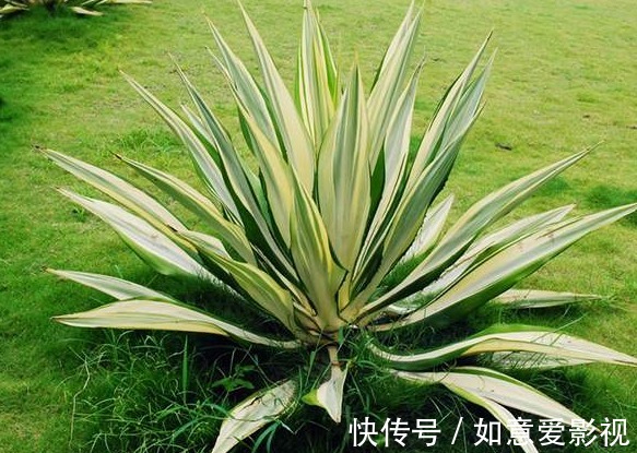 家养这4种花“好事不断”,寓意吉祥,添财增福,还能净化空气