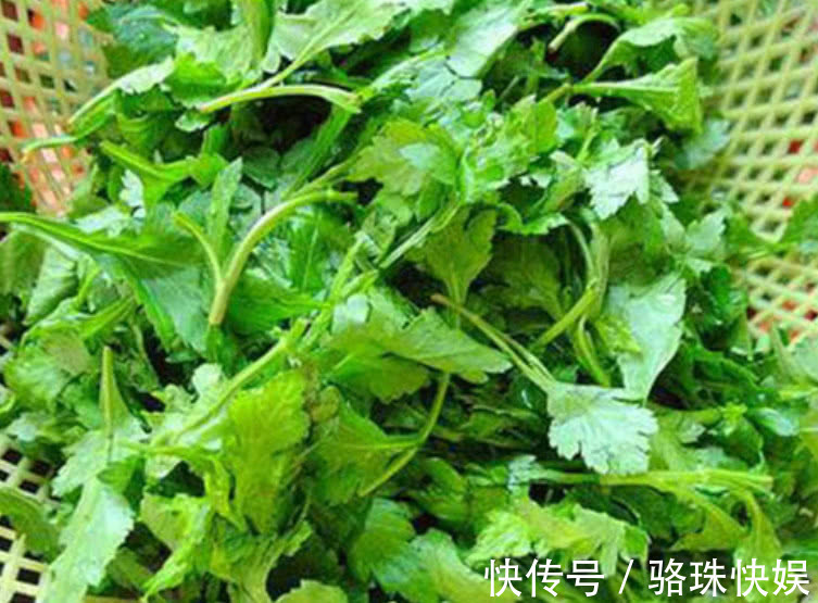 营养物质|农村一种“怪味”野菜，形似香菜但味道似薄荷，你们吃过吗