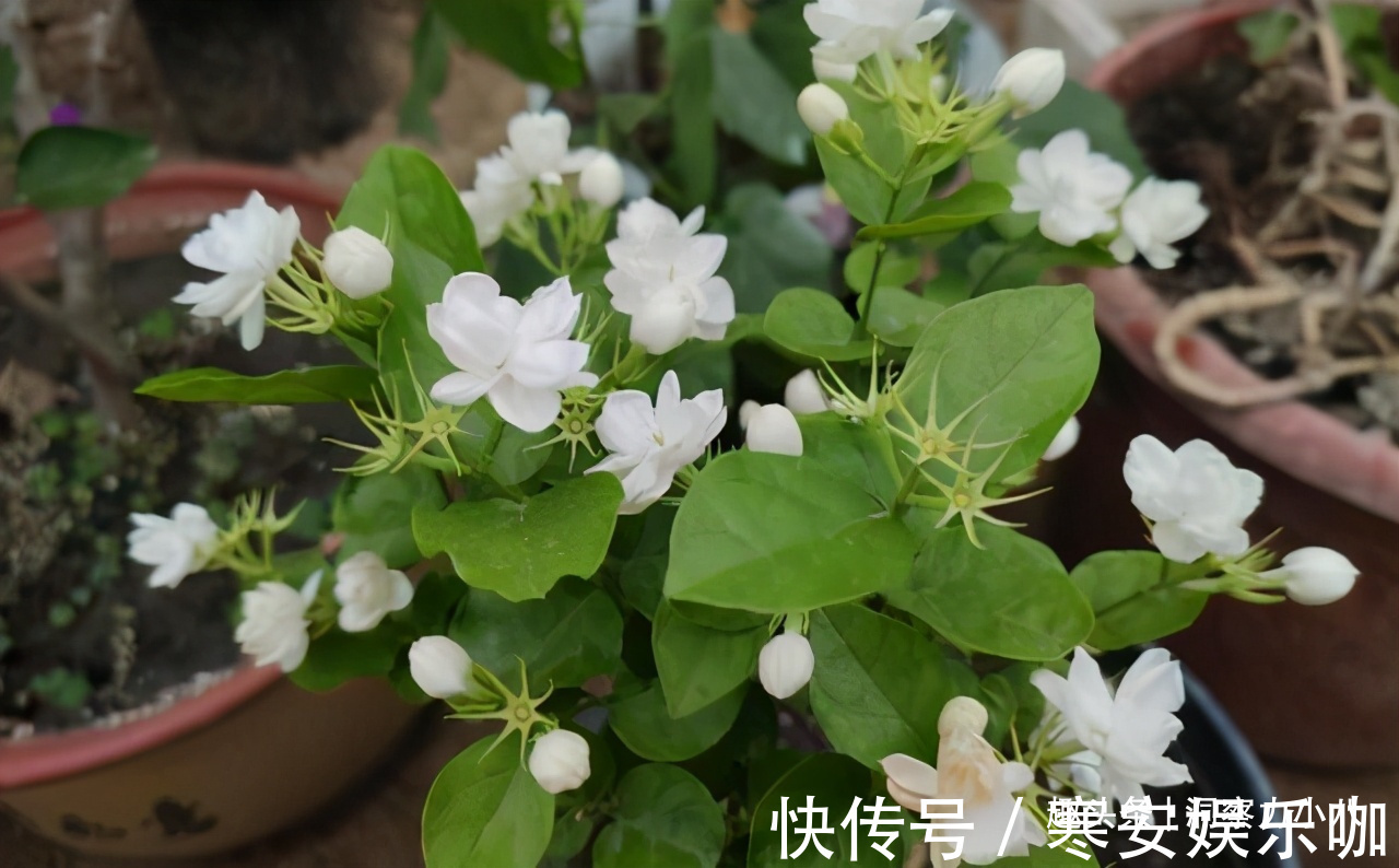 硫酸亚铁|茉莉需润养,这“三位置”留点水,花苞咕噜冒,一次绽放上百朵