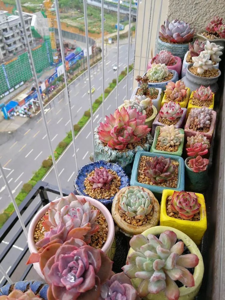 养多肉两年，200多盆养死的不到10盆，记录点点滴滴！