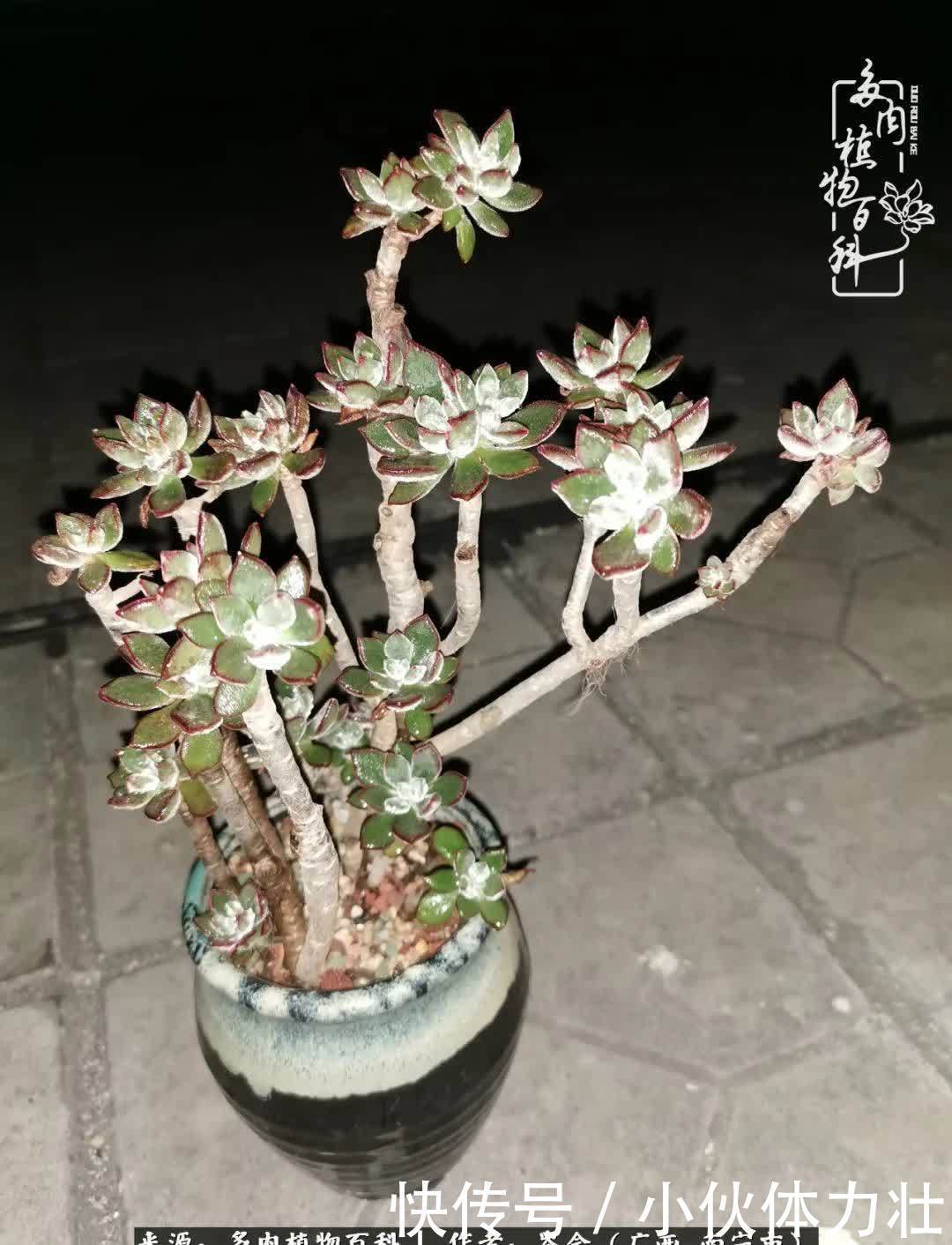 锦晃星|时光不再，人心在，多肉在！