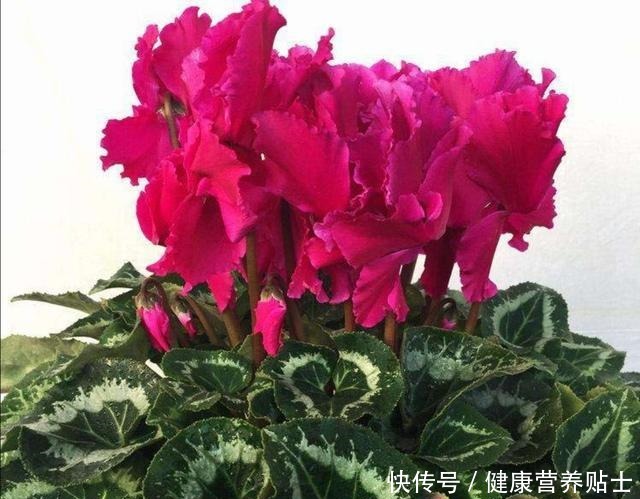 仙客来不用年年买，开完花后做好4个“步骤”，还能再次长叶开花！