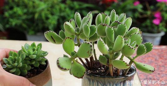 蟹爪兰|家里养这3种花,立夏后一定要少浇水,一浇多就黑腐烂根