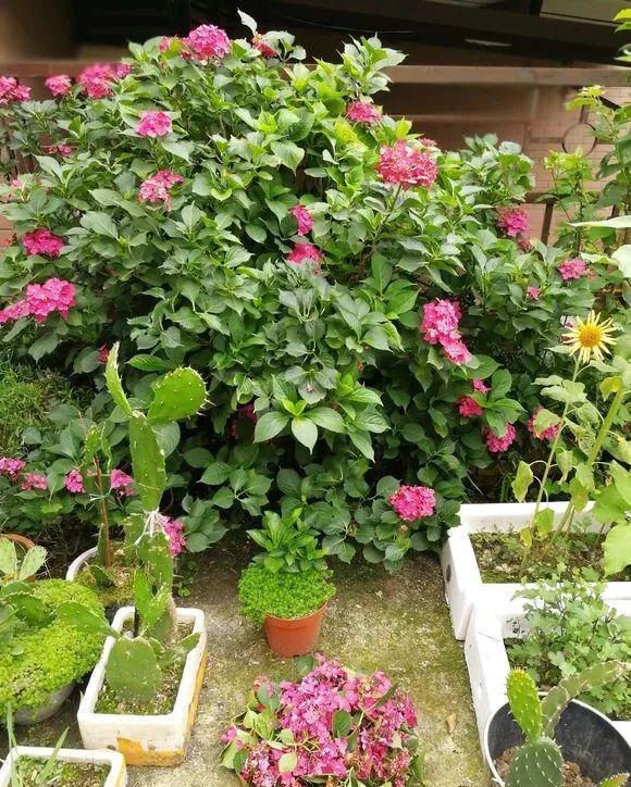 金边瑞香|8月份,建议不要“修剪”这五种,影响开花和生长