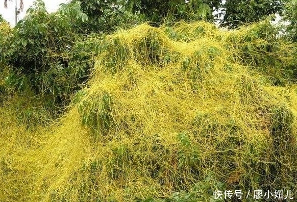 農(nóng)作物|農(nóng)村公認(rèn)的“金絲害草”,人們種植來致富,才知價(jià)值珍貴能補(bǔ)腎