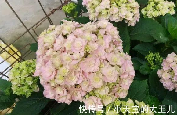 记录一下我养过的花,1000多盆都有啥