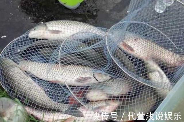 实用|你别说,热天唯独这草鱼饵才最实用,不吹不黑,试过的人无一不服
