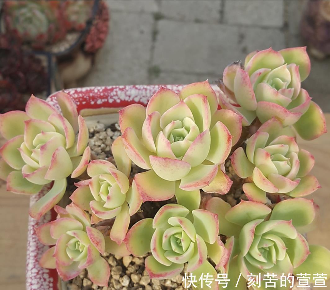 多肉柠檬玫瑰太好养了吧,4个小技巧养出手捧花,颜值超级漂亮