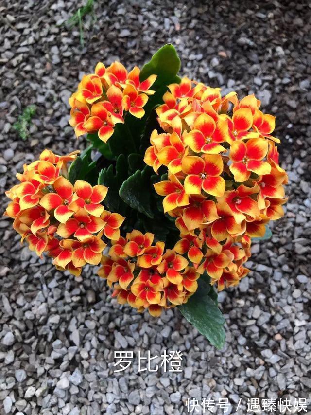 长寿花17个品种，个个都是爆花机器，谁见了都夸！