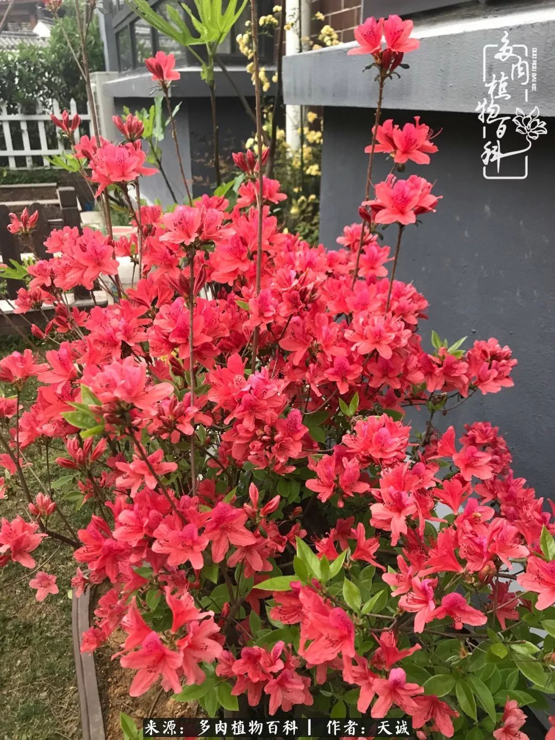 吃饱喝足，包邮区的多肉养精蓄锐准备渡劫！