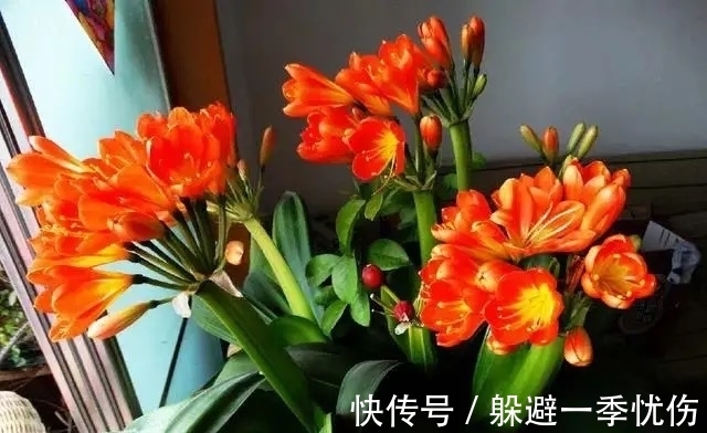 发酵|为什么你养的君子兰始终不开花?问题出在浇水上,四种水轻松化解