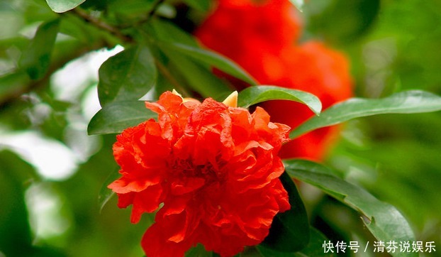 月季|新手养花,就养花开红似火,比月季好养的花卉,开的喜庆!