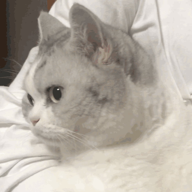 搞笑|微信搞笑表情包|有猪!我不说是谁