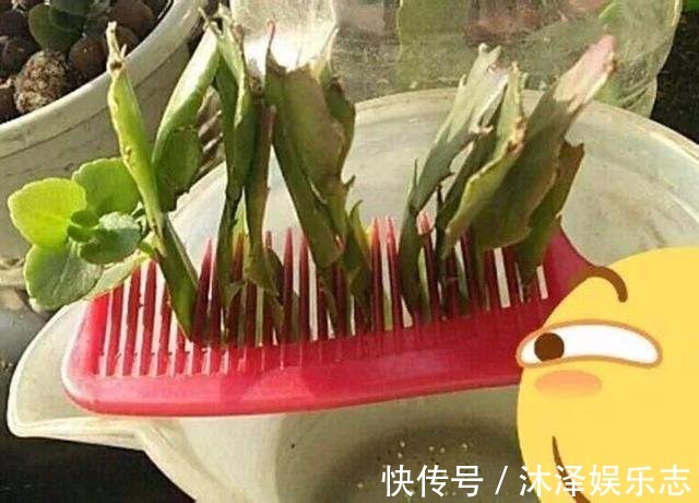梳子居然也能养花把蟹爪兰插上去，蹭蹭冒白根！