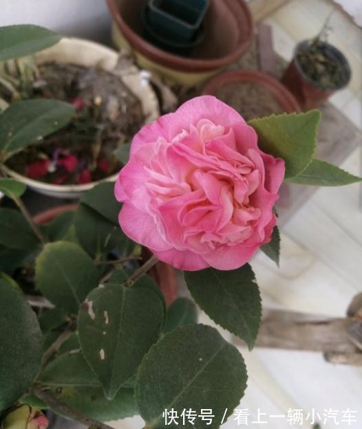 养花不会施肥，花又小又弱，17种花卉的施肥方法，赶紧收藏