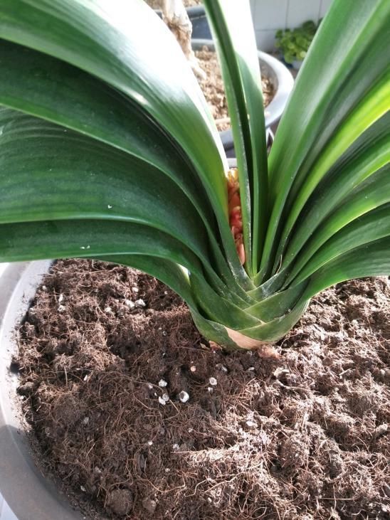 君子兰|君子兰捏着“硬邦邦”?不是“有喜”了,就是满盆“肉虫子”