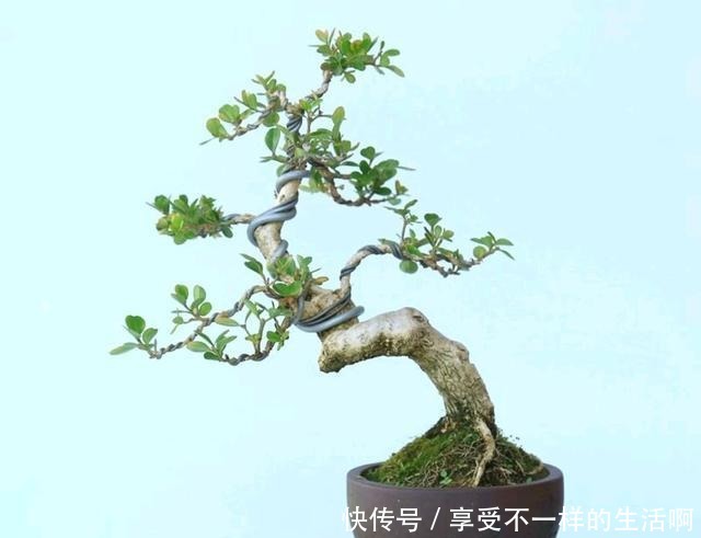 要想黄杨盆景美,春季如何施肥还要注意哪些管理!